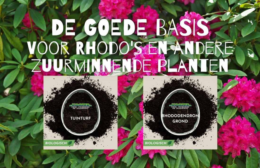 Klaar om te planten? Geef Rhododendrons een goede basis