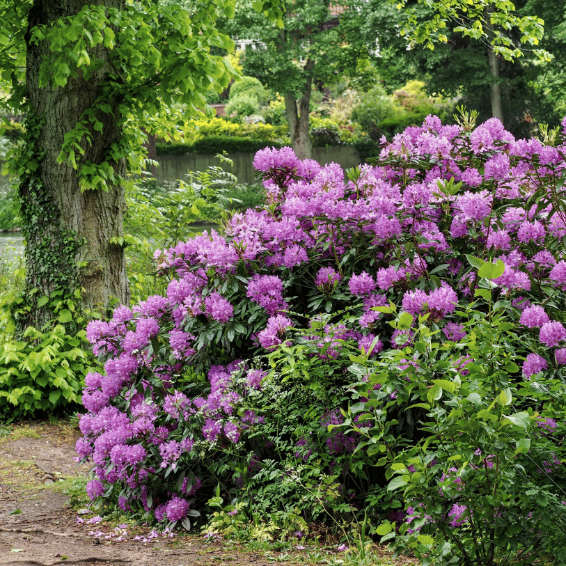 Rhododendron Grond