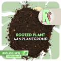 Aanplantgrond - Rooted Plant